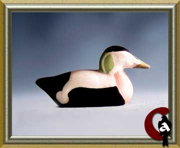 Common eider - Somateria mollissima